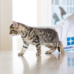 Vaccinatieadvies kittens en puppy's